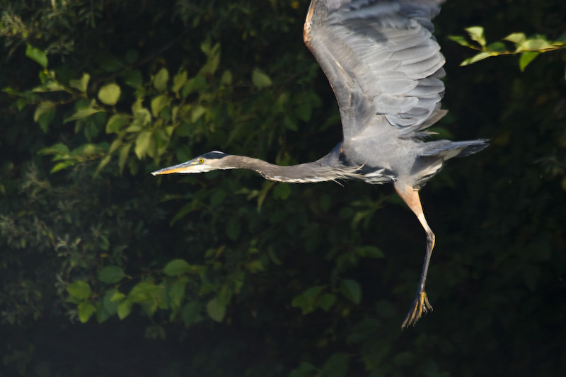 Great Blue Heron Taking Flight